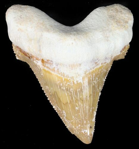 Auriculatus Shark Tooth - Dakhla, Morocco (Restored) #47843